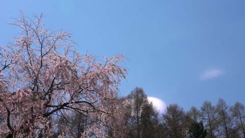 Weeping cherry blossoms in full bloom swaying in the wind,hakuba village,Nagano Prefecture,japan