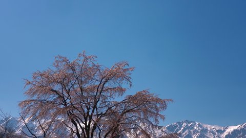 Weeping cherry blossoms in full bloom and the Northern Alps,hakuba village,Nagano Prefecture,japan