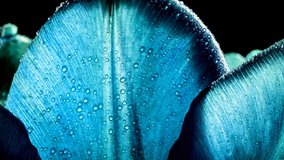 Petals of trendy blue color tulips with waterdrops, dew close-up, macro with sunlight and sunbeams. 16x9 4K video high quality. ProRes 422 HQ.