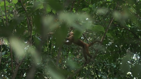 Slow-motion shot of a capuchin monkey reaching out for food in a branch of a tree, taken in Tayrona Park, Colombia