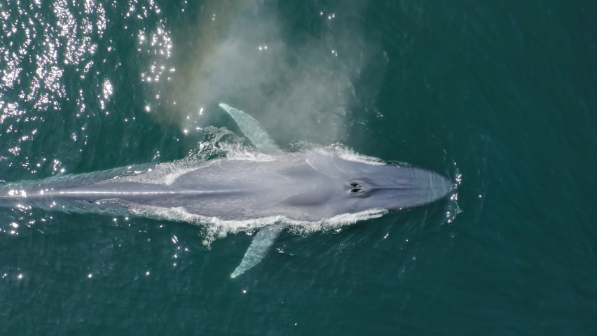 Aerial drone overhead footage majestic large blue whale breathing spouting fountain of water and diving deep into calm green ocean waters. Unique endangered mammal in nature, wildlife conservation 4K | Shutterstock HD Video #1071998062