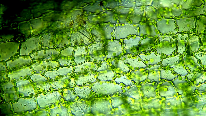 Leaf cells, microscope magnification view Royalty-Free Stock Footage #1071999928