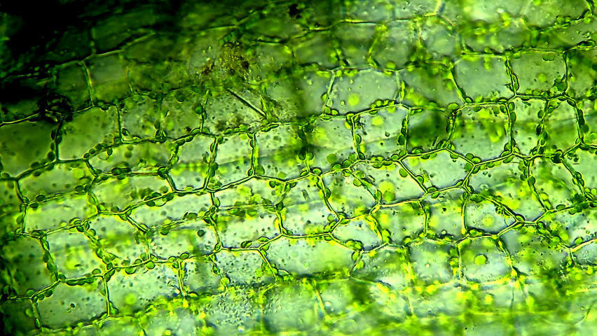 Leaf cells, microscope magnification view
