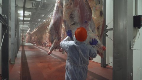 Meat processing plant, worker moves a suspended beefs carcass to a warehouse, back view, work in the food industry.