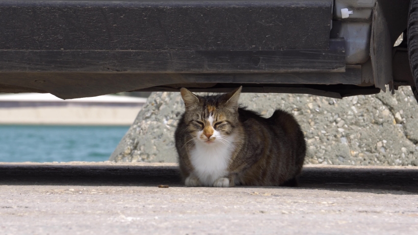 Stray cat is hiding under a car for protection. Hot summer days. Heat and animal concept. A cat is hiding in the shadows from the heat. | Shutterstock HD Video #1072001692