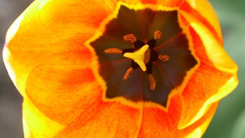 Close up view of tulip flower showing petals and stigma. The tulip is blowing in the wind.