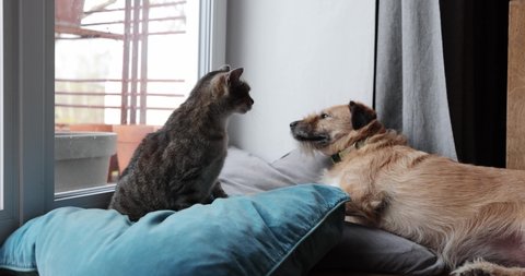 Cat and dog  lifestyle.The cat is playing with the dog, Terrier dog and tabby cat  are playing in home. Funny video. cat and dog