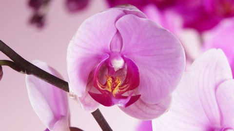 Time lapse of blooming orchid blossom with camera motion. Beautiful spring blooming background.