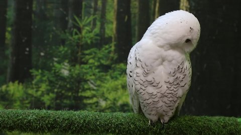 Funny polar owl perch on old branch on the magic forest background. Arctic white owl with yellow eyes observing surroundings and turns head. Predatory bird in wild nature habitat. Bubo scandiacus 