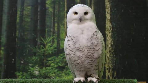 Funny polar owl perch on old branch on the magic forest background. Arctic white owl with yellow eyes observing surroundings and turns head. Predatory bird in wild nature habitat. Bubo scandiacus 