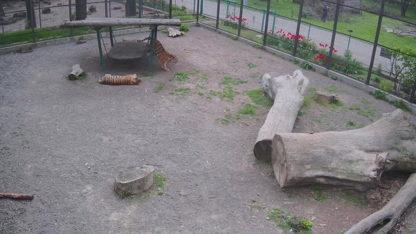 Tiger hunting fron the cage while another tiger slip.
