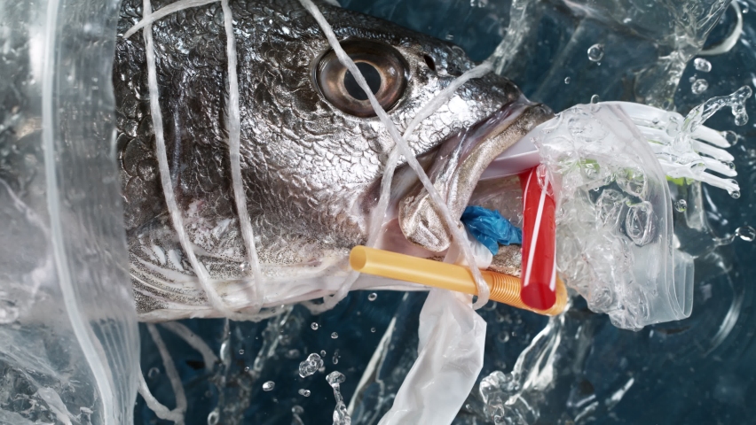 Super slow motion. Falling sea fish filled its mouth with plastic garbage. Plastic waste environmental pollution problem. | Shutterstock HD Video #1072006585