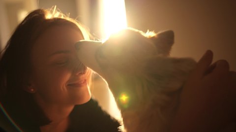 Girl with open smile enjoying her free time with a fluffy Corgi, petting a puppy in a light living room with huge window behind them during the golden hour and receives nose licking from dog in return