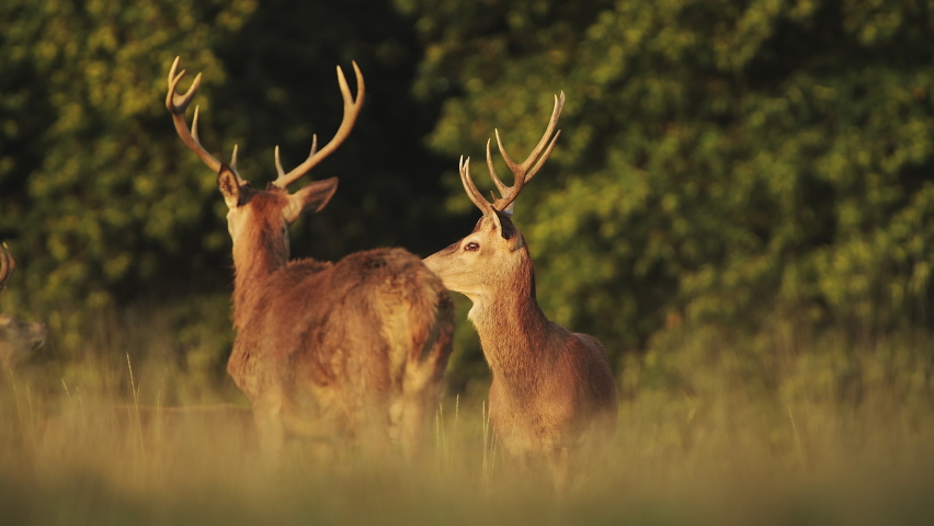 Herd of Male Red Deer Stags (cervus elaphus) during deer rut at sunset in beautiful golden sun light in fern and forest landscape and scenery, British wildlife in England, UK Royalty-Free Stock Footage #1072007479