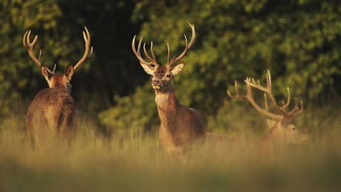 Herd of Male Red Deer Stags (cervus elaphus) during deer rut at sunset in beautiful golden sun light in fern and forest landscape and scenery, British wildlife in England, UK