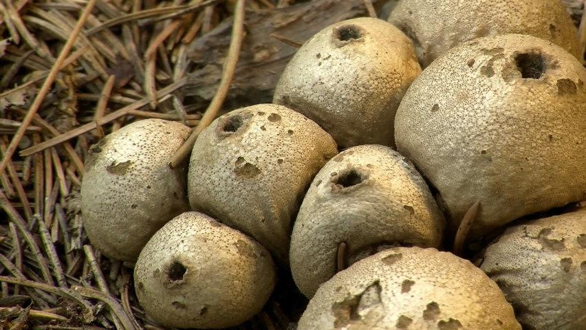 Puffball fungus (Lycoperdon perlatum) releases spores.