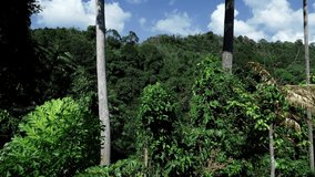 Aerial view of rainforest Flight over of jungle forest abundant Beautiful green forest nature environment Amazing landscape