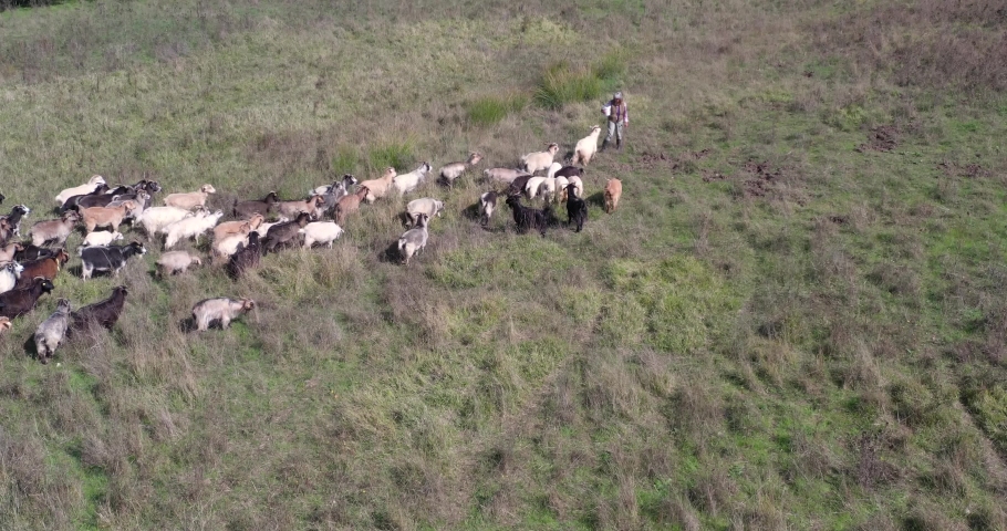 Drone view of a heer of cashmere goats in Chianti hills, in Tuscay, Italy, surrounded by lawns and forests. Royalty-Free Stock Footage #1072013482