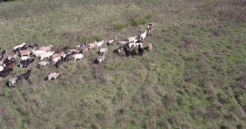 Drone view of a heer of cashmere goats in Chianti hills, in Tuscay, Italy, surrounded by lawns and forests.