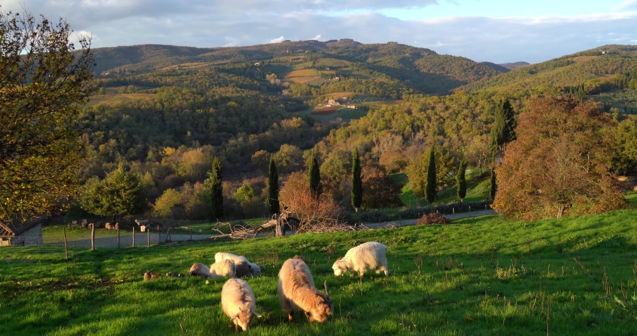 Herd of cashmere goats in Chianti hills, in Tuscany, Italy, eating green grass surrounded by stunning landscape. Royalty-Free Stock Footage #1072013854