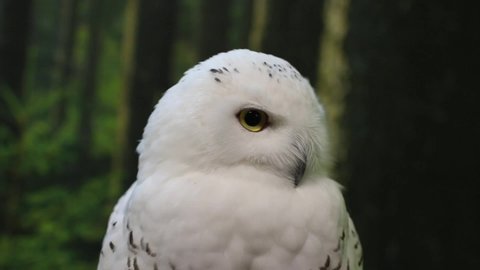 Funny polar owl turns head and looks away is on the magic forest background. Arctic white owl with yellow eyes observing surroundings. Predatory bird in wild nature habitat close up. Bubo scandiacus