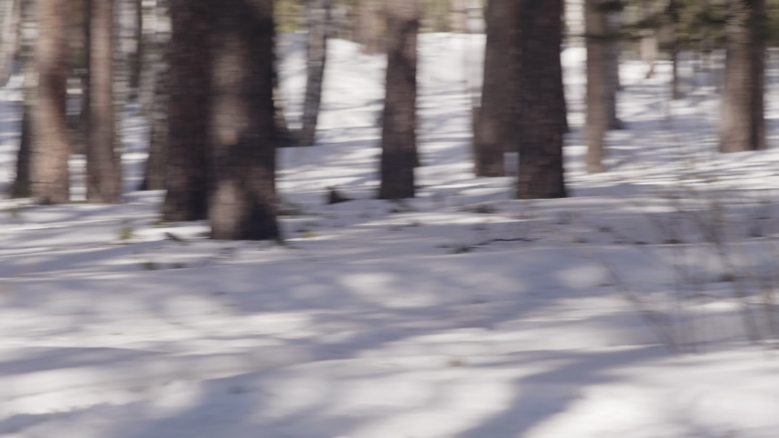 Panning shot of two female biathletes skiing with poles and rifles on cross country track in forest while working out together on winter day