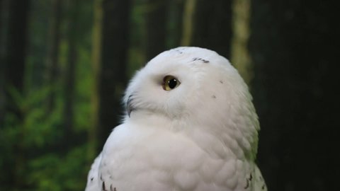 Funny polar owl turns head and looks away is on the magic forest background. Arctic white owl with yellow eyes observing surroundings. Predatory bird in wild nature habitat close up. Bubo scandiacus