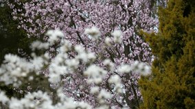 View of the white and pink trees in spring.
Video footage of trees in a park.