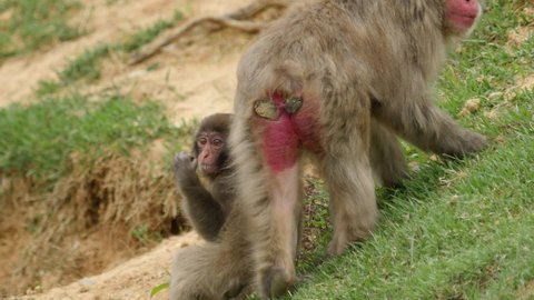 Japanese macaque baby and mother eating grass on the field