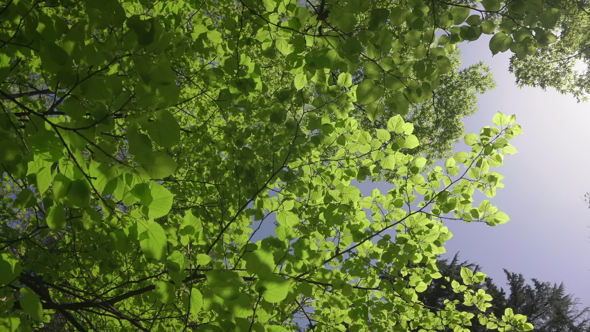 Sunny Forest Green Crown Tree Leaves Stock Footage Video (100% Royalty 