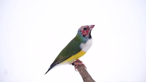 Beautiful Gouldian finch. New feathers bird, orange face, white breast full body green colorful finches 7 color, A bird on a branch, on white background. 4K