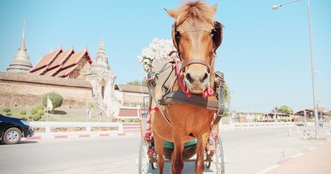 Portrait cute attractive horse carriage at the front of Wat Phra That Lampang Luang temple in sunny day with blue sky background at Lampang Province, Thailand