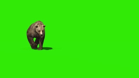 Bear Walks Green Screen Front 3D Rendering Animation 4K