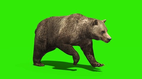 Bear Runcycle Green Screen Loop 3D Rendering Animation 4K