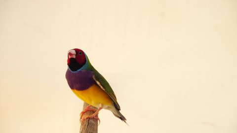 Beautiful Gouldian finch. New feathers Red face, white breast full body green colorful finches 7 color, A bird on a branch, on white background. 4K
