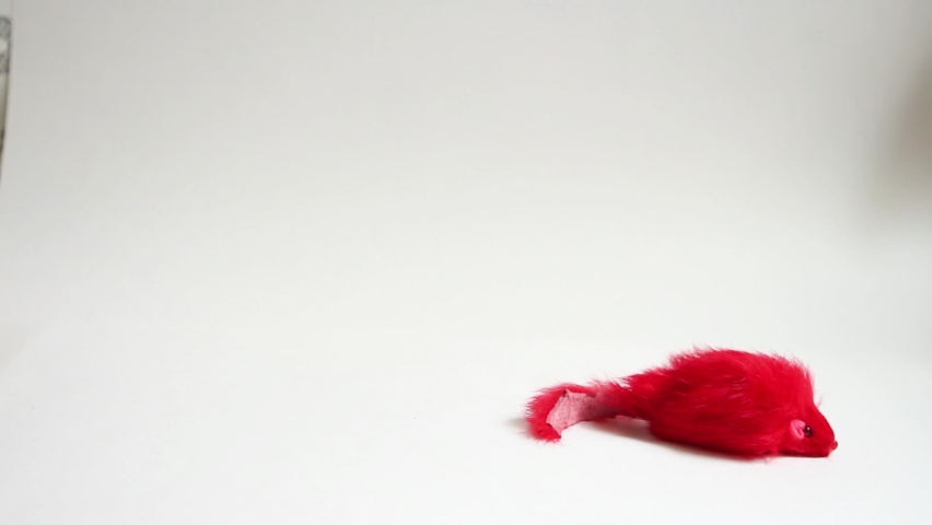 The cat plays with a red toy mouse on a white background, grabs it with its paw. A fur toy for a pet with catnip.