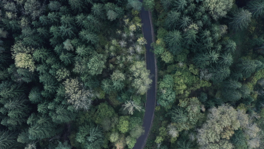 Aerial top down view of road in forest in the autumn. Drone shot flying over tree tops, Nature background in 4K resolution
