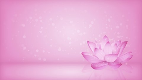 product background template animation,water lily on a pink gradient background,bokeh lights,stars shining,lotus,pink wallpaper