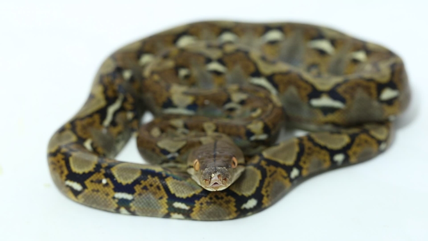 Reticulated Python (Python reticulatus) isolated on white background.
