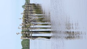 Herons on Fraser River Pilings BC 4K UHD vertical. Great Blue Herons perched on pilings on the Fraser River. 4K, UHD.
