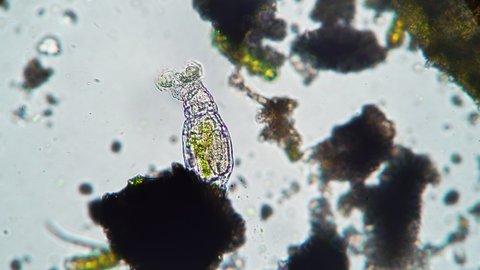 The rotifer feeds by filtering fresh water close up under a microscope Theme of laboratory biological research under microscope. Microscopic protozoa with a visible organ system in a drop of water.