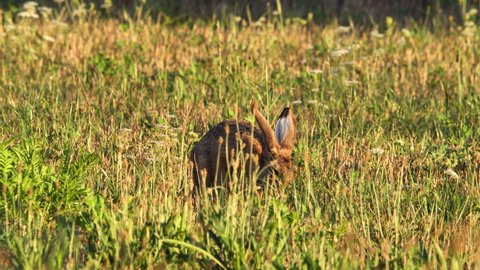 Hare eating grass (Lepus europaeus)	