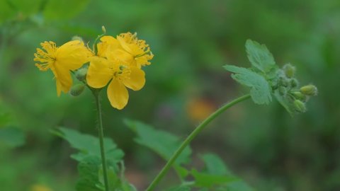 flowers and leaves of the medicinal plant celandine close-up