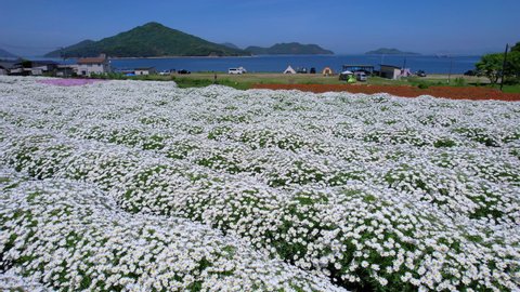 Flower Park Urashima, a flower garden with a view of the Seto Inland Sea in Takuma-cho, Mitoyo City, Kagawa Prefecture