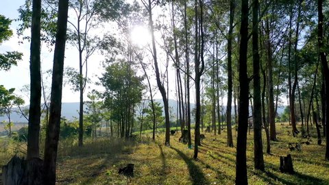 Sunset rural. Sun rays eucalyptus forest. Countryside landscape. Outdoors rural landscape. Eucalyptus trees. Eucalyptus forest. Rural farming. Farming forest. Sunbeams forest. Fog morning. Fog skyline