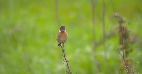 Stonechat bird chirping song perched in green meadow