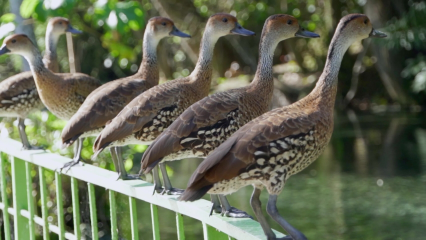 Ducks on railing take off over lake below. Slow-motion