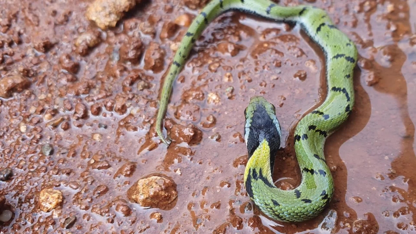 The Indian grass snake or Green keelback (Macropisthodon), is a non-venomous species of snake, with its beautiful patterned skin, found in parts of Asia - known as Gavtya snake in most parts of India