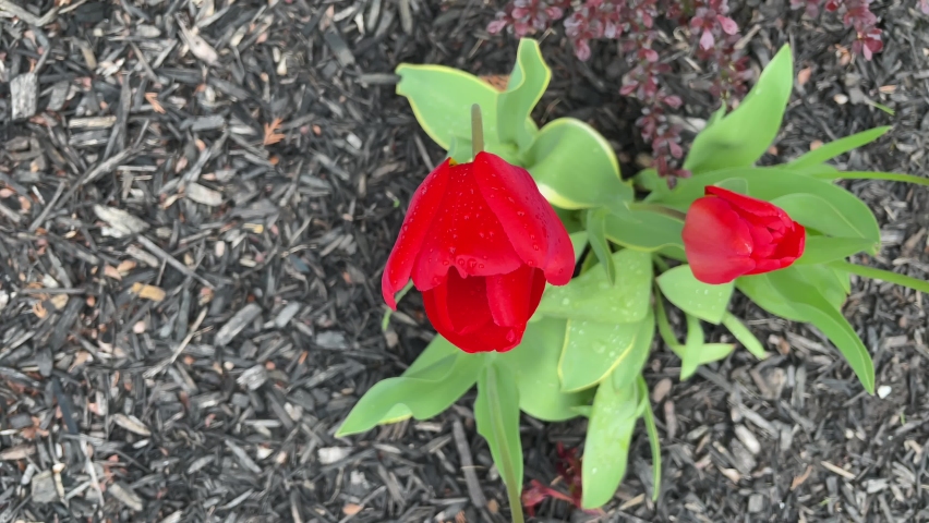 Wet red tulip flower after rain and morning due with droplets of water