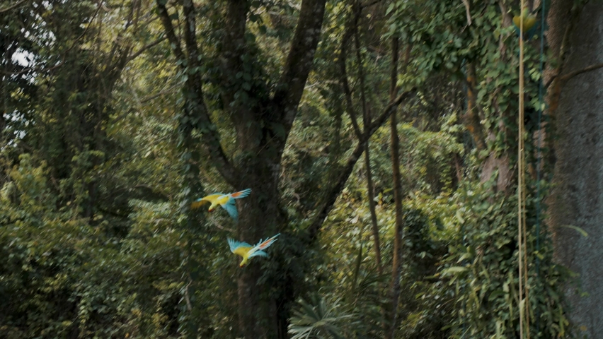Great Green Macaw parrots flying in the air during sunny day in jungle, close up track shot	 Royalty-Free Stock Footage #1072050406